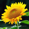 Wholesale hybird sunflower seeds